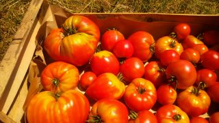 Tomates Bio